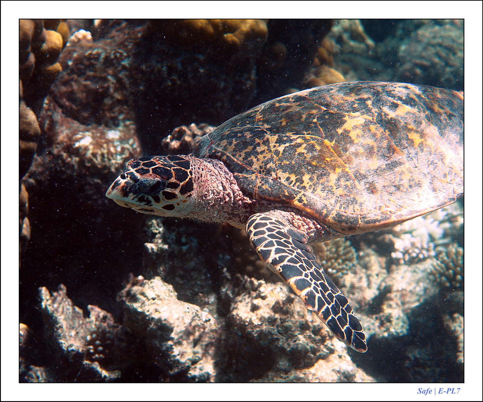 2022 - 07 - snorkeling Maldives - 040